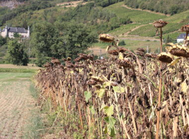 Eté 2022 : Conséquences de la sécheresse sur les cultures. ©Mairies des Pays de Savoie